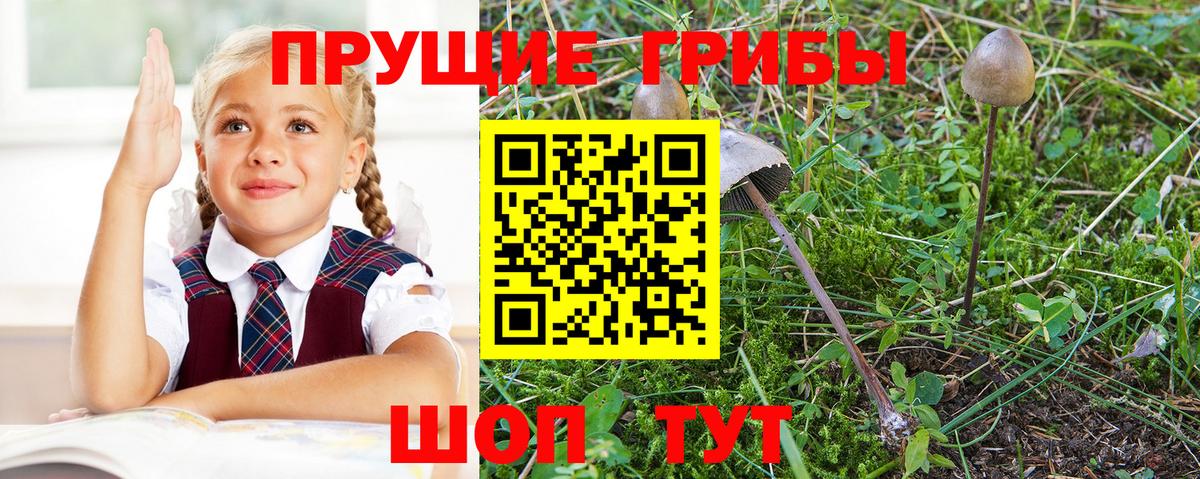 Псилоцибиновые грибы Psilocybe Ступино